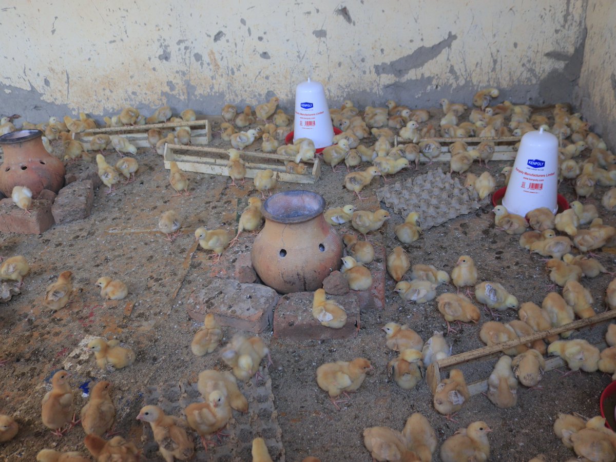 kisoboka_africa's tweet photo. Garagi SCOBA's poultry project is reporting significant progress following an investment from our #SHEconomyproject
We are supporting them with capital and technical support, and making the entire community believe that indeed, KISOBOKA!
#FinancialInclusion https://t.co/2TrtBV6Zxb