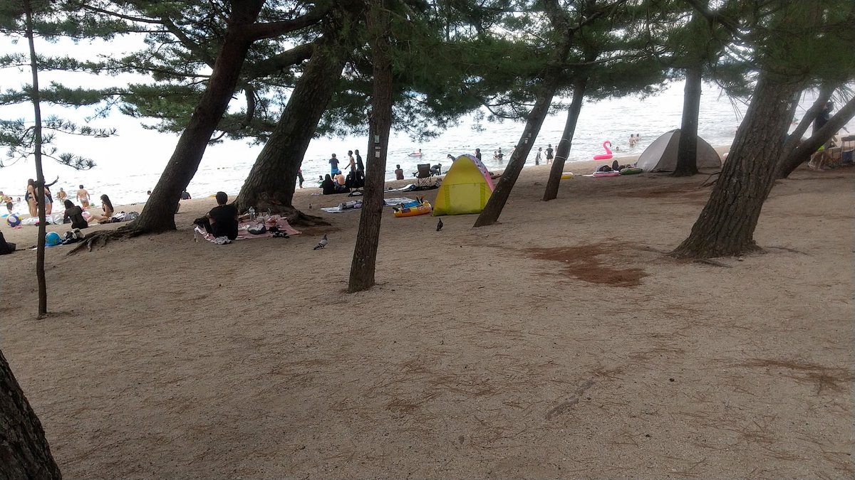 tanbaba44do's tweet photo. びわ湖大津、お盆明けの近江舞子②の①、♪ｽﾄｯﾌﾟｼｰｽﾞﾝｲﾝｻﾞｻﾝと思い自宅から車で65���ビーチへ、そこはまだ夏真っ盛りでした、3～4百人くらいが湖水浴、湖畔のﾊﾟｰﾃｨを
楽しんでおられましたｱｯﾌﾟでは撮れない、浜横の🅿は一回2千円のダイナミックプライス、駅前500円に止め歩く https://t.co/MnDhxSQnSf