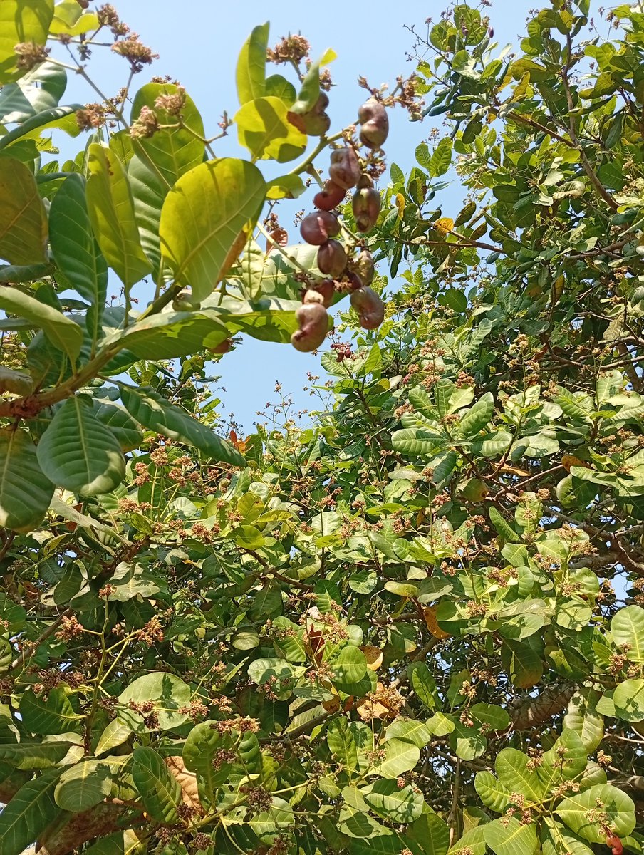peterUrassa3's tweet photo. Mbu wa mkorosho (Helopeltis) na ugonjwa wa baka (Inflorescence Blight) wanaweza kuangamiza hadi 100% ya mavuno ya korosho!
Mbu ananyonya utani na kuacha vidonda vinavyotoa mwanya kwa fangasi kukausha kabisa maua na korosho changa kuwa nyeusi. 🧵👇 https://t.co/NZOI9ObhjG