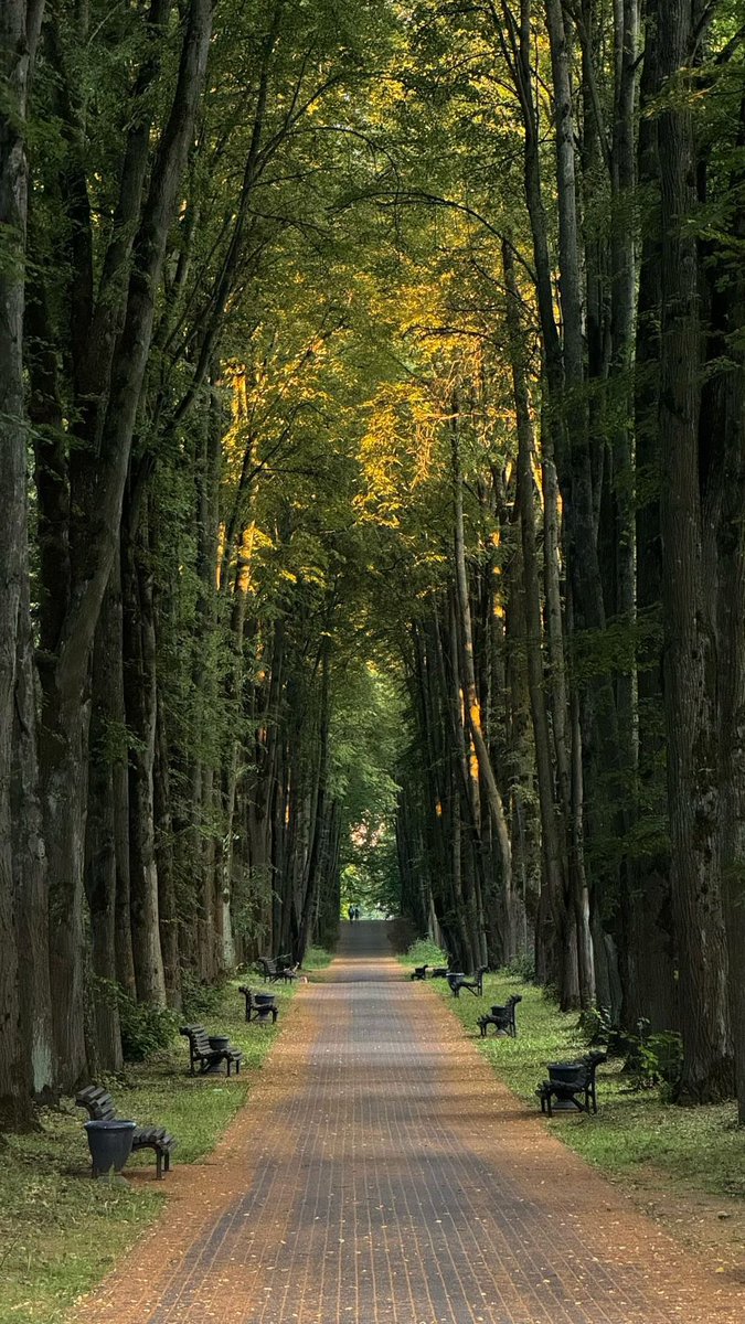greenvibe's tweet photo. soft light through the trees and endless green https://t.co/D9kyoaSjaU