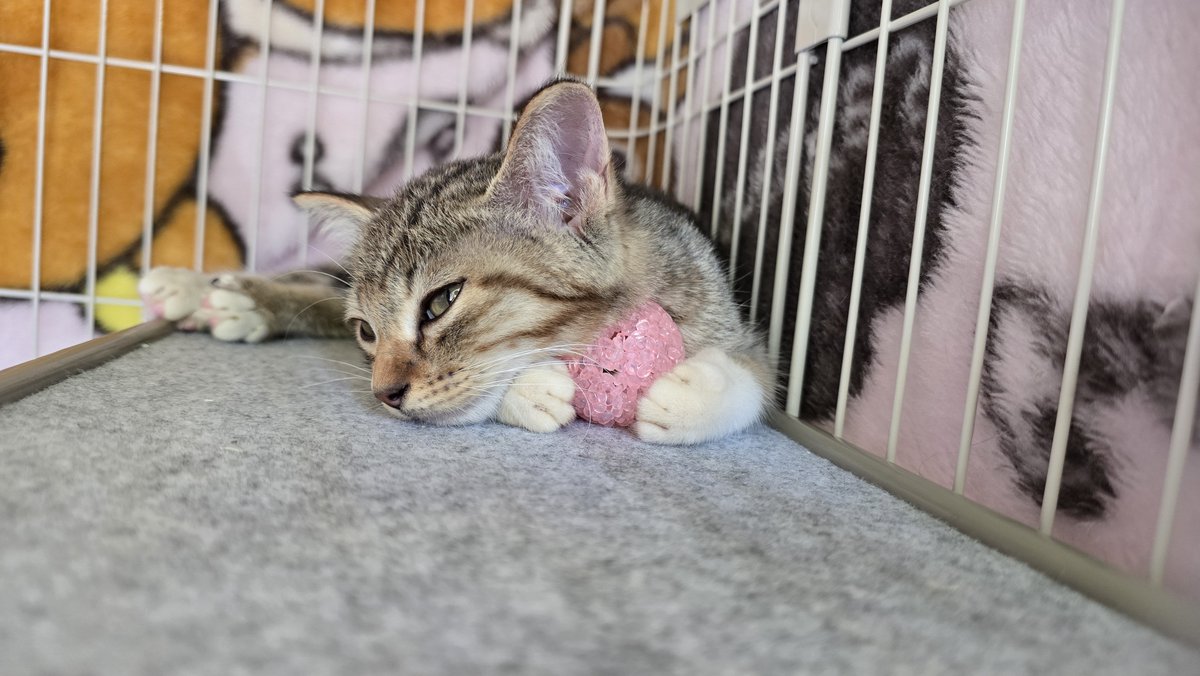 nyan_co3's tweet photo. 【ご報告】ガリガリちゃん、ごはんモリモリ召し上がってだいぶモコモコになりましたよー！これで本格的に里親さん探しができそうです😭

初めてもらった玩具の球がすごく気に入ったみたいで毎日大事に抱っこして寝てます🩷🐾 https://t.co/JsoZ3vb5kf