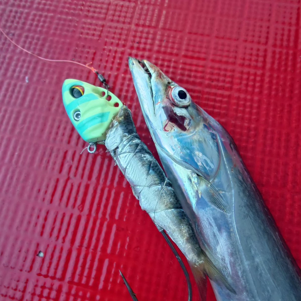 visual_shock's tweet photo. 今年から神戸沖では資源保護のため、タチウオは70匹までという制限が設けられました。

釣果情報を見ていると、竿頭の方は50匹〜70匹釣られているようですが、サイズはF3がほとんど。
たまにF4が釣れているようですが、、、
#船 #太刀魚 #タチウオ #神戸 #釣果 https://t.co/SMPij6Qrzb