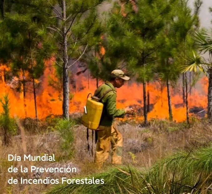 MTSS_CUBA's tweet photo. ¡Hoy es el Día Mundial de la Prevención de Incendios Forestales!
Nuestros bosques son el pulmón del planeta y debemos cuidarlos.
Evitar incendios es proteger la vida y el medio ambiente.
 ¡Juntos hacemos la diferencia!
#Cuba #MtssCuba https://t.co/HMOxreSf0B