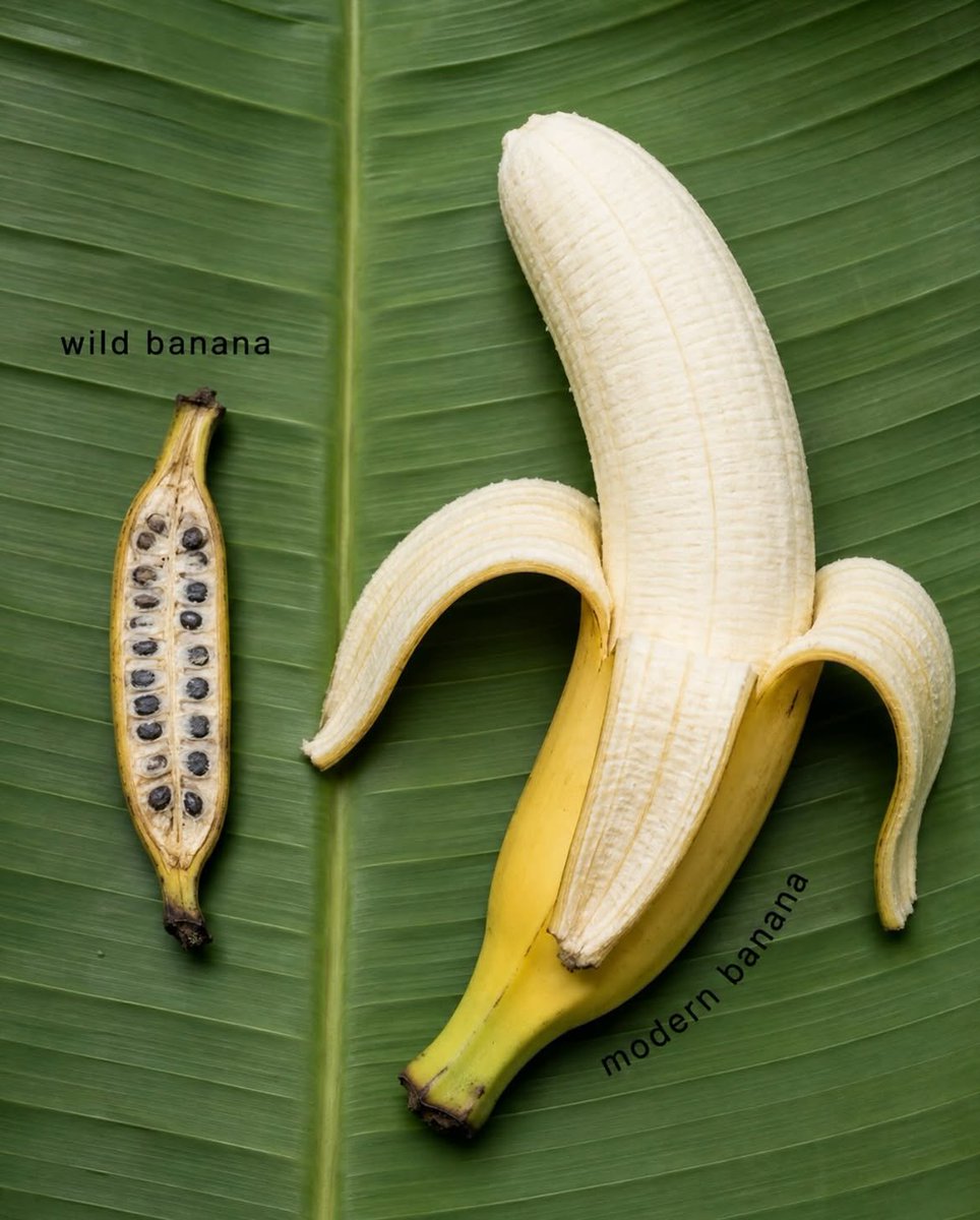 CadioArena's tweet photo. Food didn’t always look the way it does now.

Some of the stuff we eat every day has changed so much that its wild ancestor barely looks related.

Here are a few examples🧵

1. Banana 🍌 https://t.co/DZUVkugehv