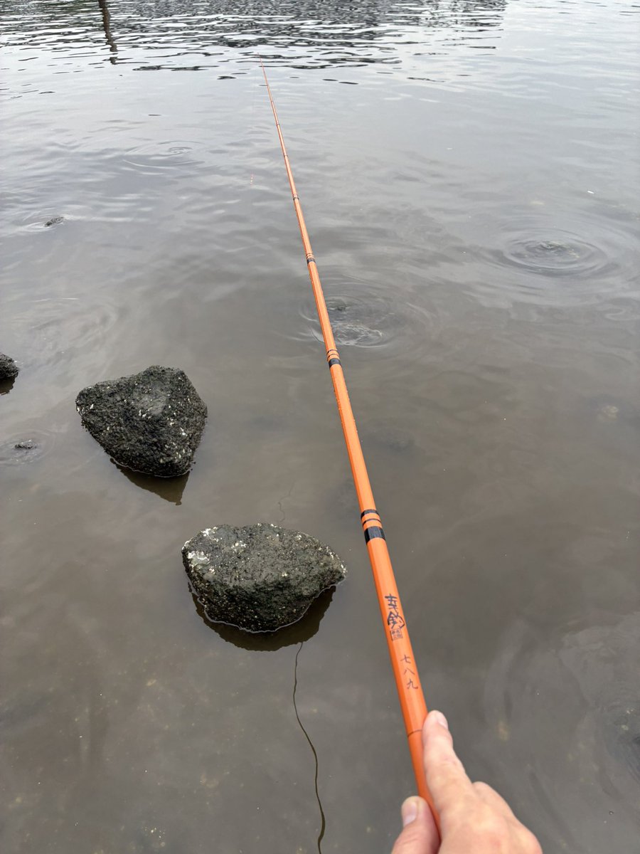 sugar19751124's tweet photo. 今日も元気にハゼ釣り🎣

6時〜ホームポイントの砂浜エリアで小さめホタテ6個使い切るまで立ち込み拾い釣り🐟

昨日の沈み岩エリアよりサイズが小さめでビリンゴの小突く当たりが多くホタテの消費が早く休憩しつつ約4時間半で納竿

マハゼ138匹

最長12.8cm
平均9cm位

＃ハゼ釣り
＃シモリ仕掛け https://t.co/of8IaFnr67