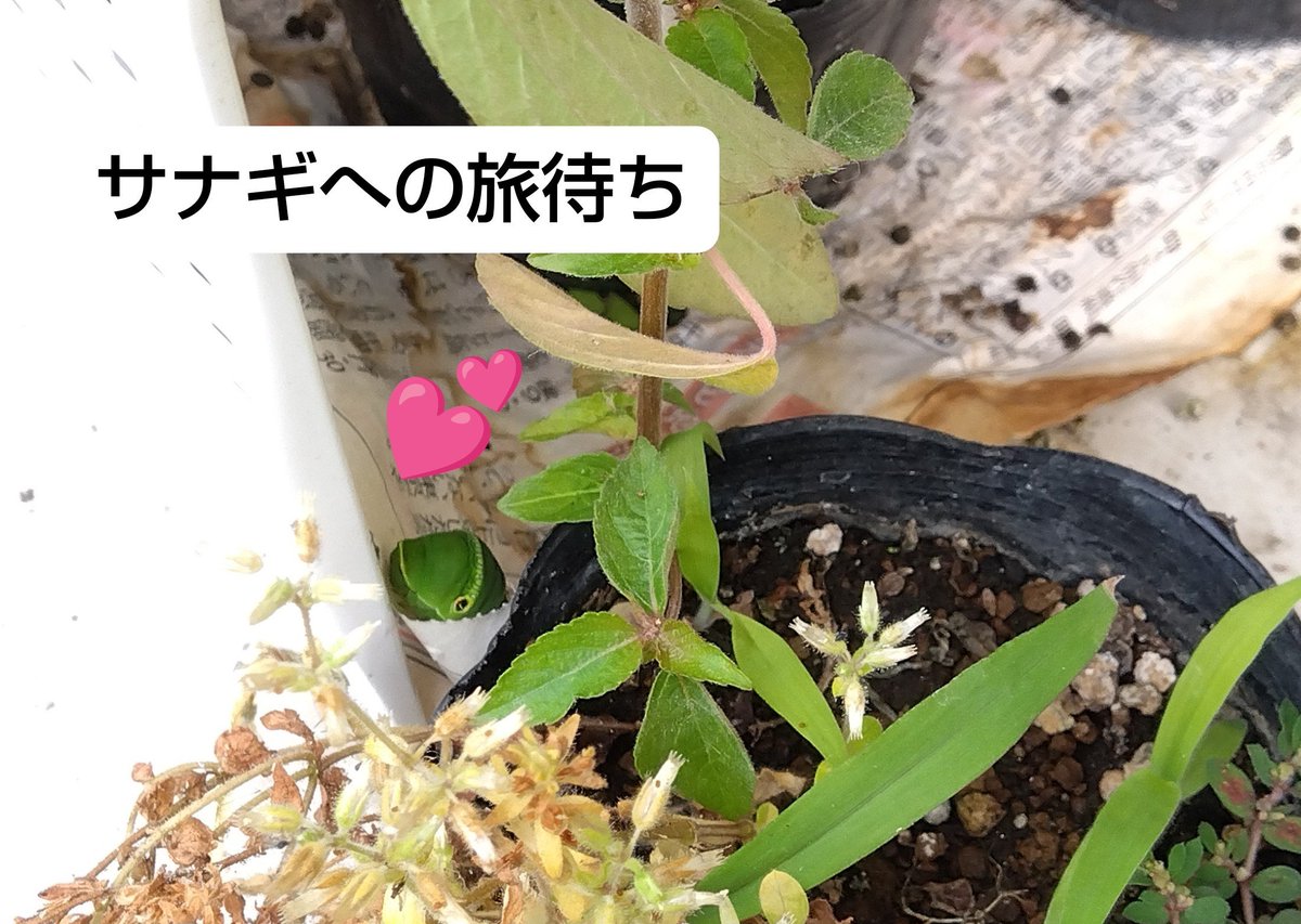 sakura_fmfm's tweet photo. サナギ前には、いらなくなる器官を排出してから猛ダッシュなのですが、排出待ちはただ待つのみみたいです🤔

懐いてる子はわりと近くでサナギに💕

全く違う形になる不思議✨

サナギの日から日にち数えて早起きするつもりが、その日に限って寝坊し、またしても羽ばたく姿を見られない管理人でした…😭 https://t.co/IjP0W96IKi