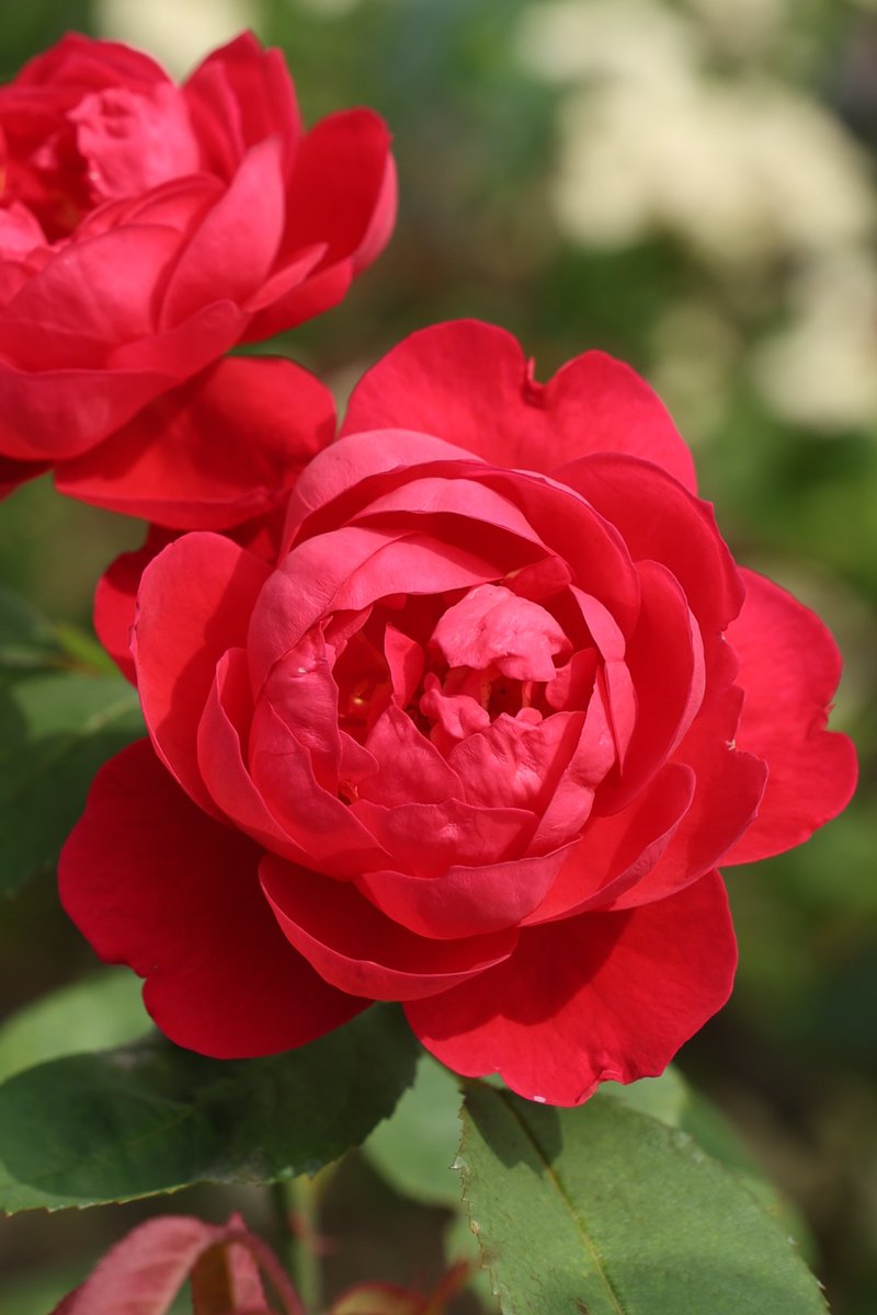 gontanokoneroku's tweet photo. Rose ☺️

#Photography #Flowers #Rose https://t.co/52nMe3HyYF