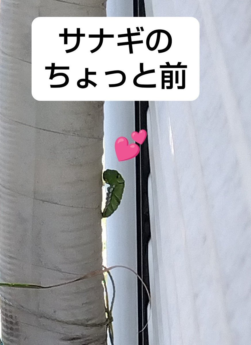sakura_fmfm's tweet photo. サナギ前には、いらなくなる器官を排出してから猛ダッシュなのですが、排出待ちはただ待つのみみたいです🤔

懐いてる子はわりと近くでサナギに💕

全く違う形になる不思議✨

サナギの日から日にち数えて早起きするつもりが、その日に限って寝坊し、またしても羽ばたく姿を見られない管理人でした…😭 https://t.co/IjP0W96IKi