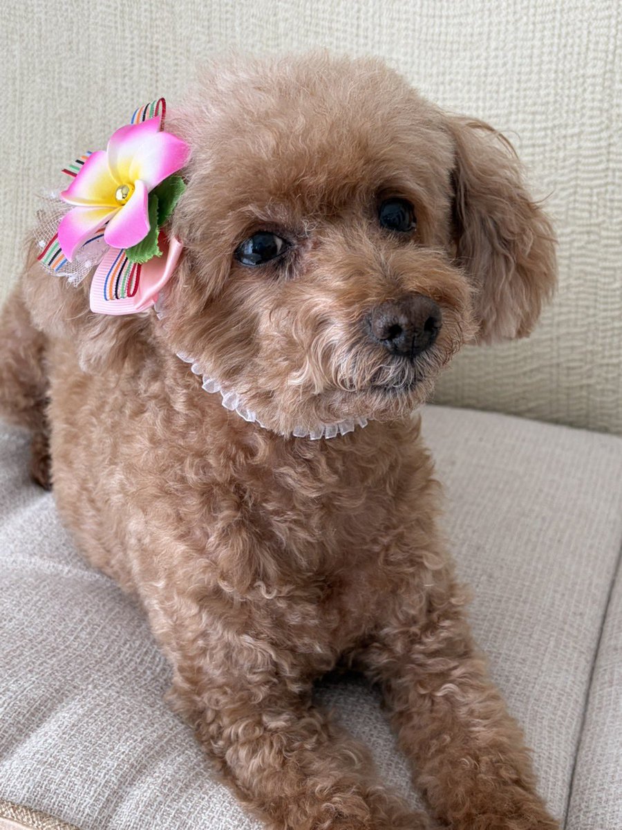 shi_hitomi0327's tweet photo. 実家に居たムーちゃんが2ヶ月ぶりに家に帰ってきた🐶と思ったら、一足先にバカンス気分だった🤣🌺もぉ、ずるい！
なんでそんなかわいいのぉぉぉ https://t.co/vWjhznM9MV