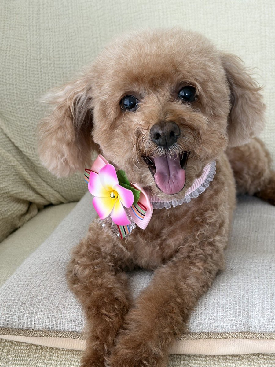 shi_hitomi0327's tweet photo. 実家に居たムーちゃんが2ヶ月ぶりに家に帰ってきた🐶と思ったら、一足先にバカンス気分だった🤣🌺もぉ、ずるい！
なんでそんなかわいいのぉぉぉ https://t.co/vWjhznM9MV