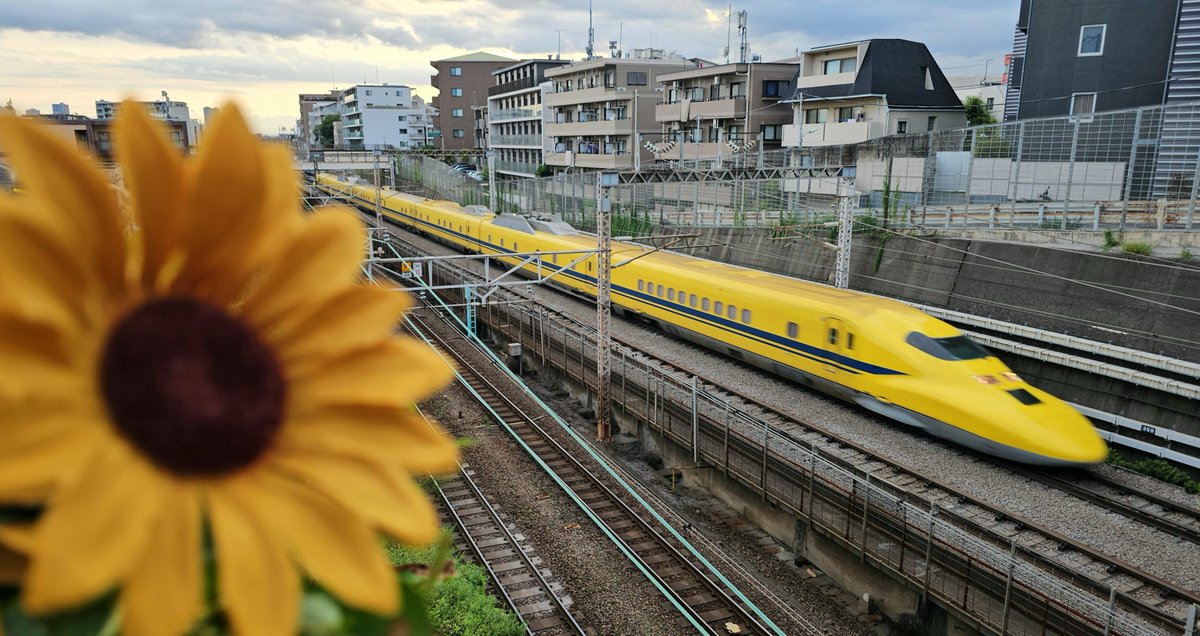 iala28's tweet photo. 本日はドクターイエローのぞみ検測上りです(*˘︶˘*).。.:*♡
蝉がまだ鳴り止まぬ夕暮れの都内へと軽快に帰京してまいりました(*｀･ω･)ゞ✨️
ひまわり🌻とご一緒にお帰りなさいましぃ(*・ω・)ノ🎶
Seriaで見つけた向日葵🌻で夏っぽくしてみたv(・∀・*)💛 https://t.co/ZXVQ8M1hKa