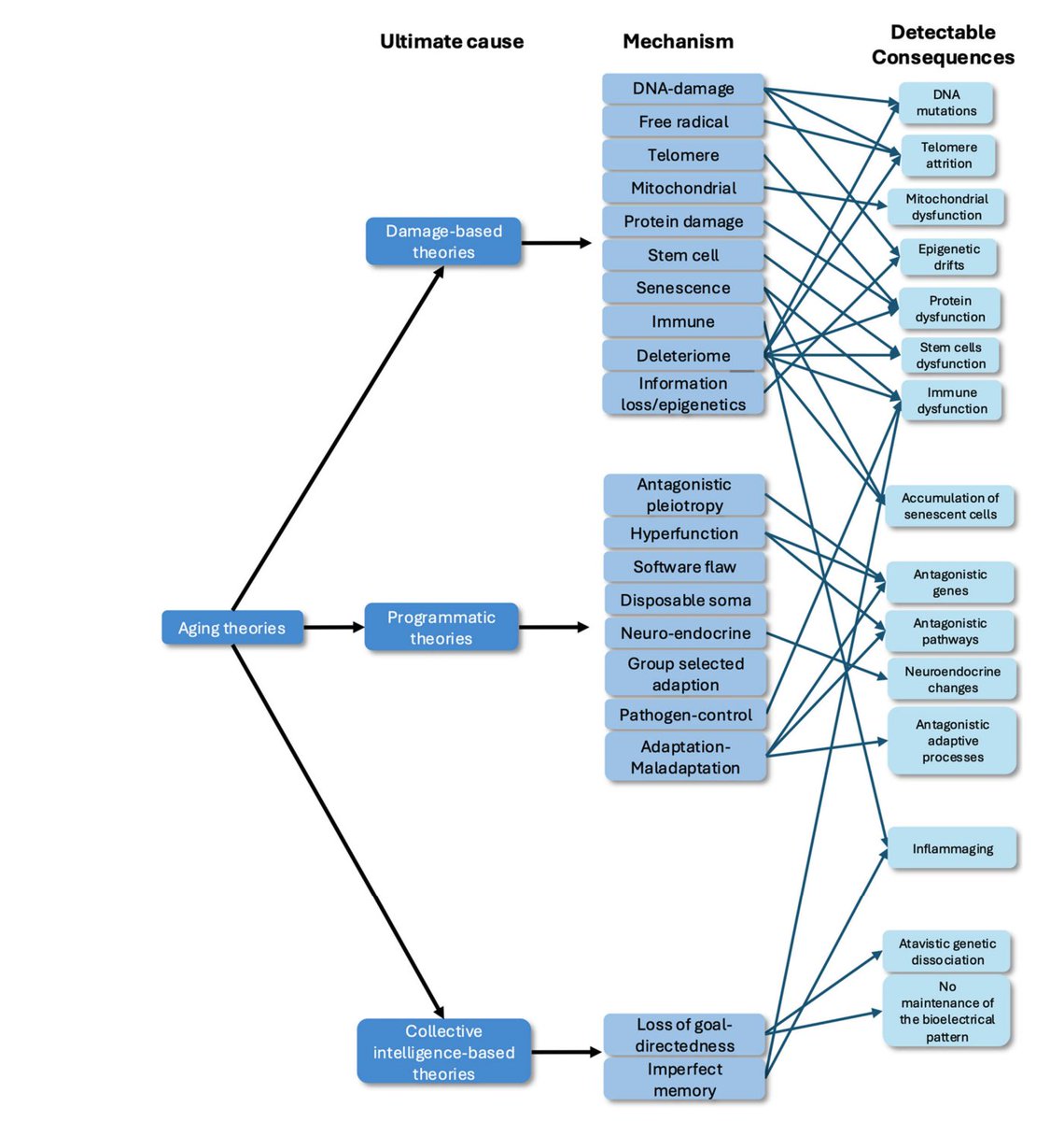 drmichaellevin's tweet photo. New #preprint reviewing and conceptually mapping the major theories in the field of aging (@LPiolopez, Navneet Jawanda)

"Theories of Aging: From Damage and Programmed Theories to Goal-Directedness"

https://t.co/q7phOY4YOL

"Aging is an extensive biological process characterized by morphological and functional alterations at different biological scales, resulting in a systematic decline in biological functions ultimately leading to death. Overall, two main types of theories have been proposed: damage-based theories and programmatic theories. We propose a third option, framed in the cognitive perspective on multiscale biological systems. Here, we review the different theories of aging, organize them in a conceptual hierarchy, and integrate our new model within the existing frameworks: aging as a consequence of loss of goal-directedness (in anatomical space). In this model, aging is driven by a dynamical systems-level disruption of homeostatic alignment within cellular collectives that build and repair a healthy body during development and maturation. In this model, morphogenesis is a homeostatic (goal-seeking) process; left with no goals after the developmental phase has been completed, aging can occur in the absence of damage via the functional disbanding of body components from their original aligned goal state. We suggest a roadmap with important implications for regenerative medicine and aging."