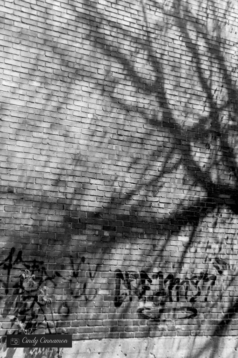 Cindy_Cinnamon's tweet photo. Cindy Cinnamon Photographie
https://t.co/kEo8jY5n4P
Pentax ME Super
Ilford HP5 Plus 400
#PentaxMESuper #IlfordHP5 #BNW_Quebec #Pentax #BelieveInFilm #shootfilm #Art #DDX #Valoi #PentaxPhotography #AsahiPentax #NoirEtBlanc #bnw #FilmForever #ShootPentax #Quebec #Canada https://t.co/kYX1iXB0DG