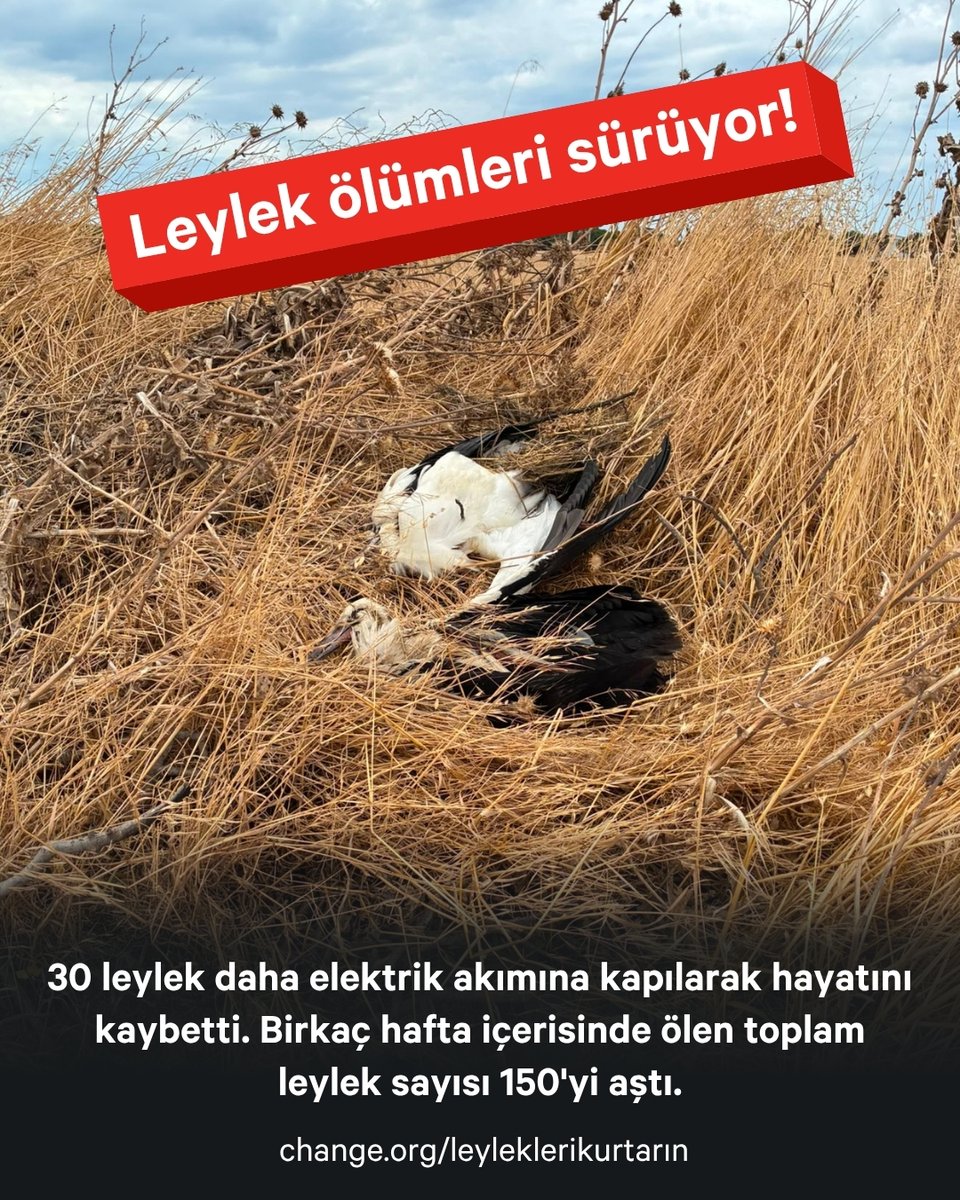 ChangeTR's tweet photo. 30 leyleği daha kaybettik!

Elektrik dağıtım şirketlerinin acilen önlem alması için imzala: https://t.co/lzF7W1w4fZ

Marmaraereğlisi'nin Bahçelievler Mahallesi’ndeki bir tarla kenarında, yüksek gerilim hattı boyunca yaklaşık 30 leylek ölü bulundu.

Bölgedeki gerilim hatları TREDAŞ'ın sorumluluğunda! 

Kampanya başlatan Hilal Bayar, TREDAŞ başta olmak üzere tüm dağıtım şirketlerinin acilen önlem almasını, yalıtım tedbirleri almasını, leyleklerin güvenle konabilecekleri platformlar yerleştirilmesini talep ediyor.