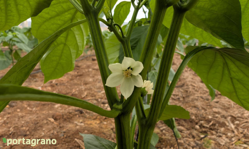 Portagrano's tweet photo. 📢Los #pimientos Bazuka y Mortero ya se ven en el campo almeriense
https://t.co/NTClMkmbdh
Nuevas variedades de #SurSeeds que se estrenan con un plus de tolerancia a la ceniza (oídio, Lt)
🫑🌶️campaña 2026/27 en #Almería
#semillas #seeds #pepper https://t.co/DtnlOc4iax