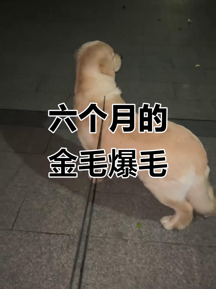 ElieMauro's tweet photo. Our fluffy pup just hit 6 months old! From a wobbly little ball of fur to zooming around the yard like a tiny tornado—every milestone is pure joy https://t.co/3DhZRGB9a5