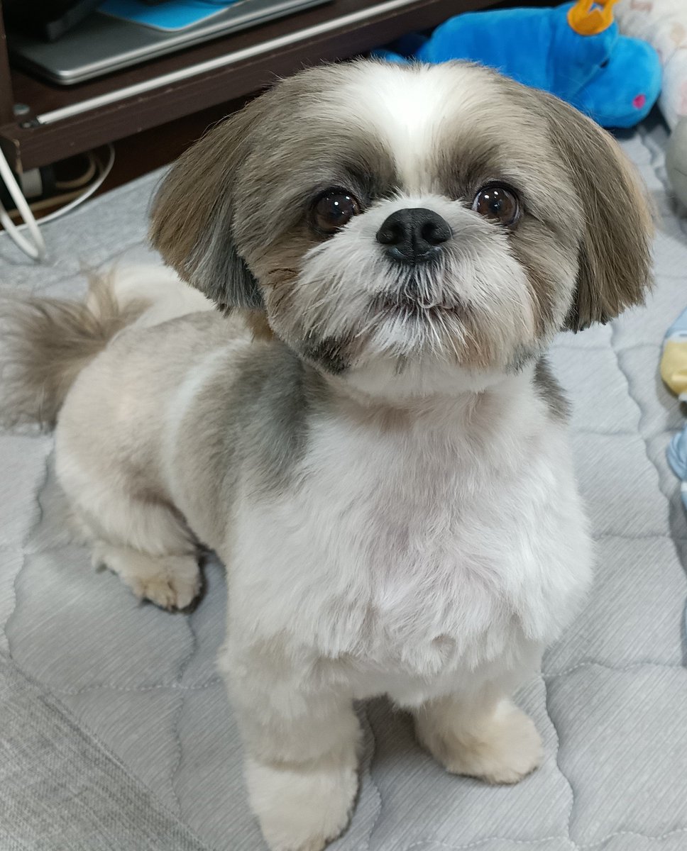 kantakun42's tweet photo. 同じ犬とは思えない散髪後のかん太
↓↓↓　after 　↓↓↓ https://t.co/bZyf1AlYQ9