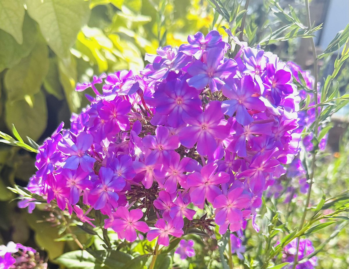 SkylarkArtist's tweet photo. Morning Phlox…
#Morning #Phlox
💜💜💜 https://t.co/jGpljjt3ku