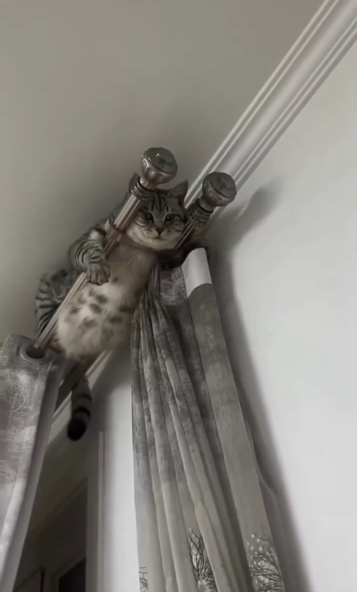 __zpjrz's tweet photo. สไปเดอร์แมววววว 😂🐱 
เจ้าของแมวหาน้องจนเหนื่อย : ) https://t.co/6SQr4xdID9