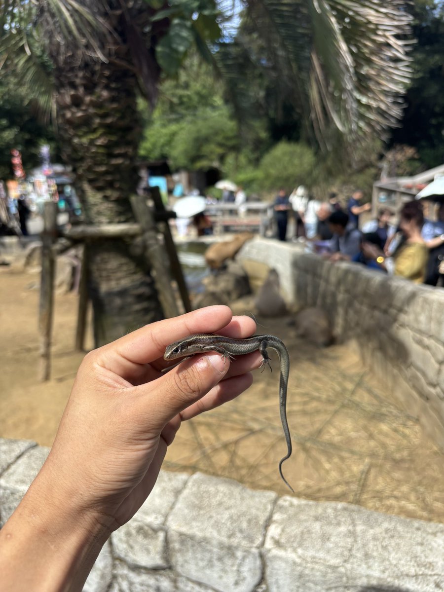 _nik0l8o's tweet photo. 伊豆シャボテン公園着いて1分でフィールドワークしてカピバラそっちのけでトカゲ捕り https://t.co/c7BtkmonyL