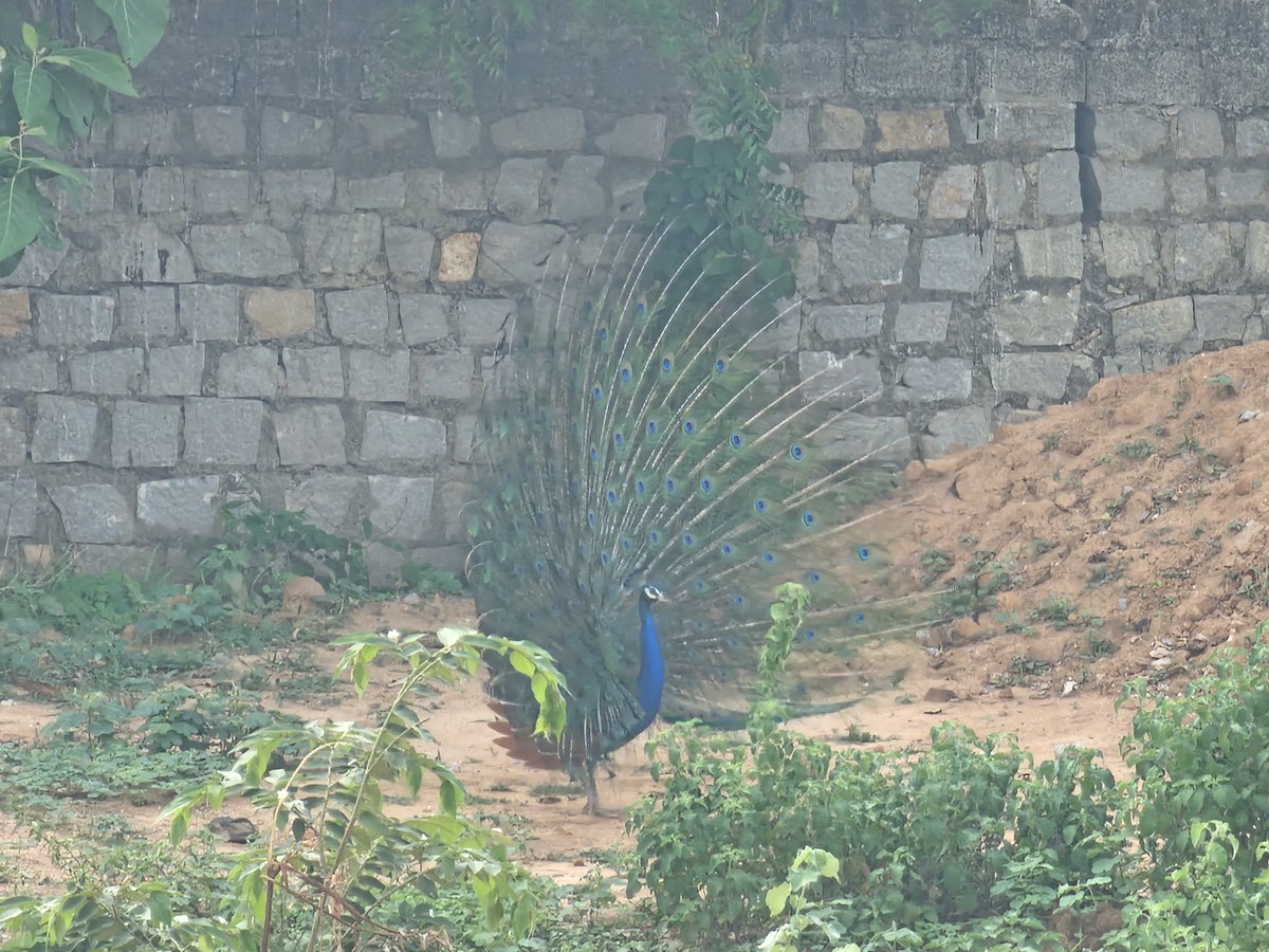 kssivakumar's tweet photo. @Indianinfoguide Peacock near my house 🦚🦚🦚 https://t.co/QfhnlKQnXf