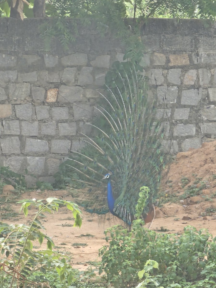 kssivakumar's tweet photo. @Indianinfoguide Peacock near my house 🦚🦚🦚 https://t.co/QfhnlKQnXf