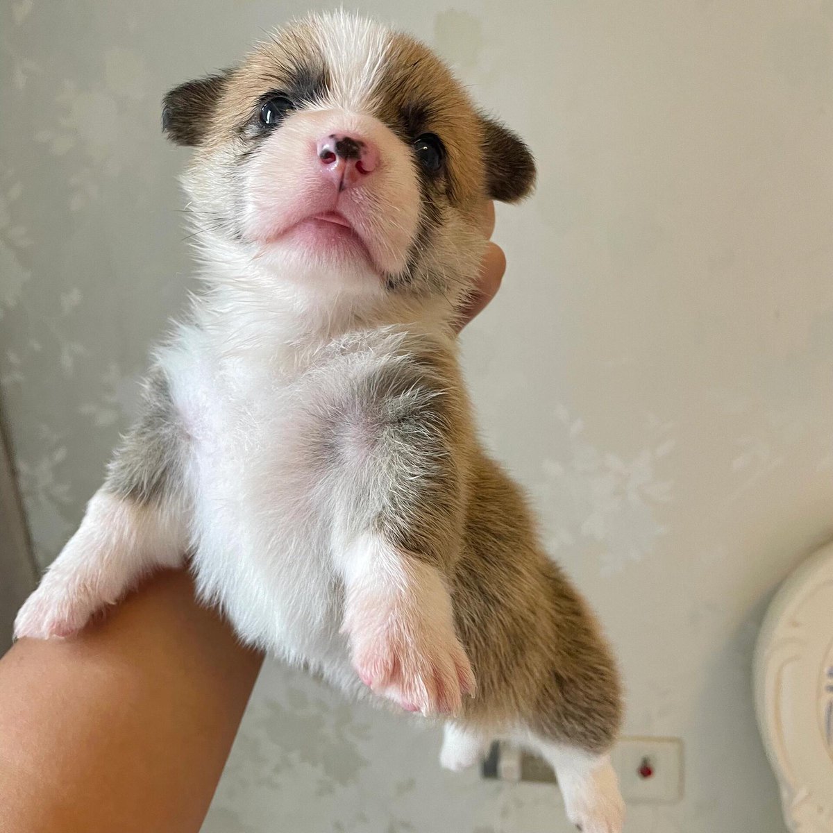 FredaWhitesss5's tweet photo. This 3-month-old corgi pup turned into a fluffy and energetic buddy in just half a year!  Growth is such a wonderful journey to witness. https://t.co/AcO9Dcsh0E