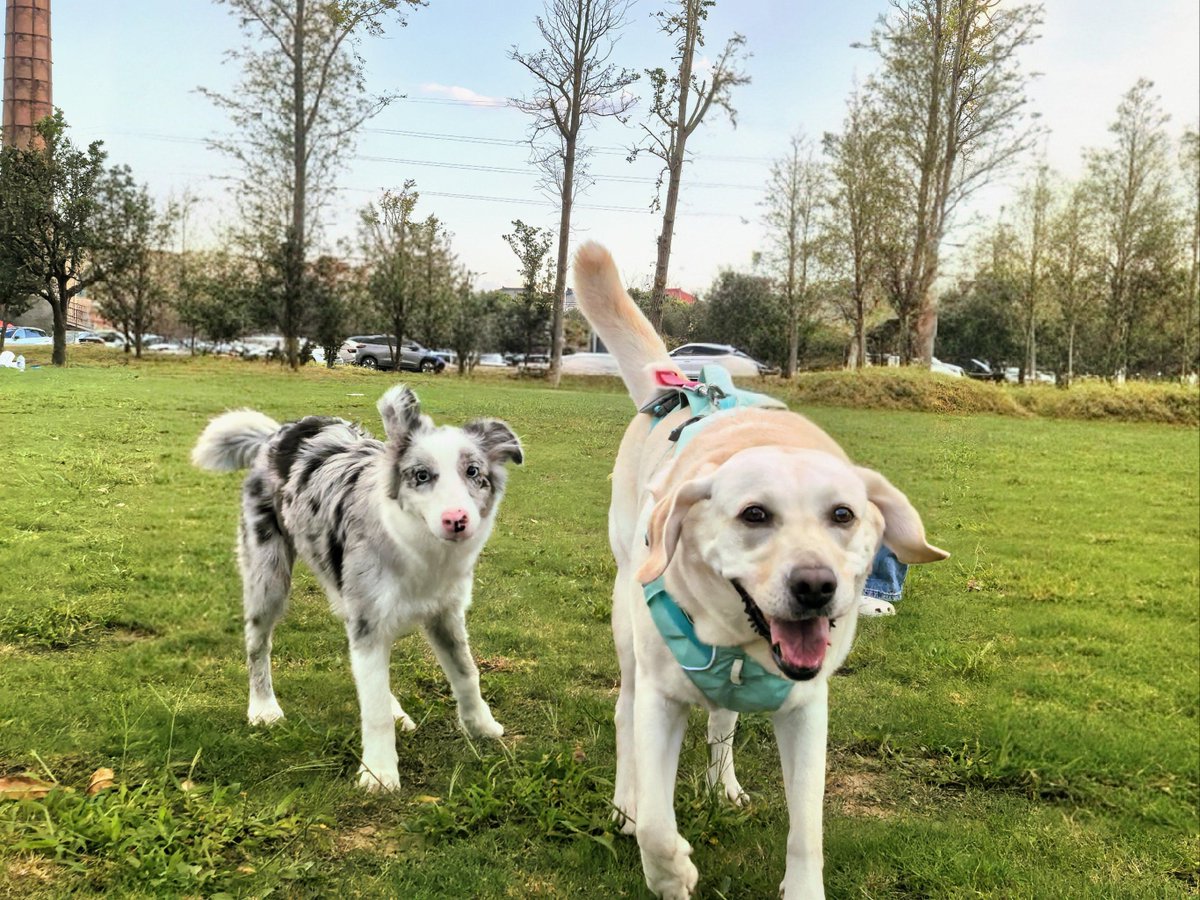 JenniferLisjs2's tweet photo. Little puppy Max just hit his 6-month milestone! From wobbly walks to zoomies around the park—every messy, silly moment makes my heart full https://t.co/nWoQAi0fIE