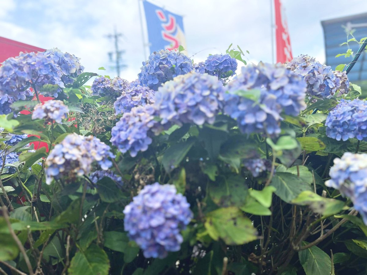 meisugicomp's tweet photo. 【LAST CHANCE✨️】
第20回名椙大会の申し込みは本日までとなっております🫢
たくさんのご参加を運営陣みんな楽しみにしております!
三河高原牧場でお待ちしてます🫶🫶
【公式HP】
https://t.co/eDYuvcvuly https://t.co/gD519JDRD2