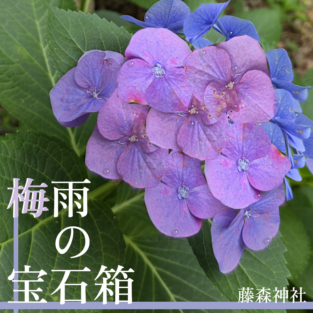AsamiMulticreat's tweet photo. #アドビクリエイティブカレッジ
#第12期生卒業課題
こちらを提出させて頂きました～！先日行った大好きな藤森神社さんの紫陽花祭りの写真を加工してみました！ https://t.co/TdjMfFRUhq