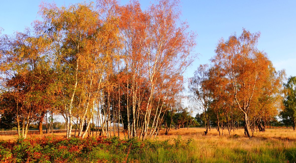 BuienRadarNL tweet picture