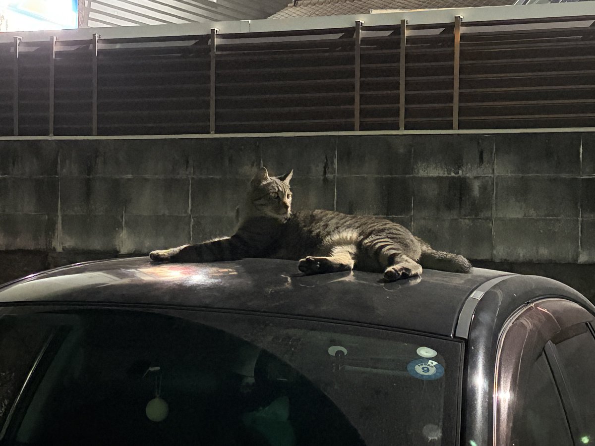 norokome's tweet photo. 最近は近所に居る脚が長いデカい猫に会えたらハッピーな日々 https://t.co/nvKpLwGSIA