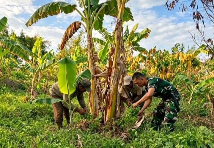 kodim0309's tweet photo. Peduli Sektor Pertanian, Babinsa Bantu Warga Bersihkan Rumput di Kebun Pisang.

SOLOK – Sebagai bentuk kepedulian terhadap sektor pertanian dan ketahanan pangan warga, Bintara Pembina Desa (Babinsa) Koramil 04/Payung Sekaki Kodim 0309/Solok https://t.co/JF4y5JMegv