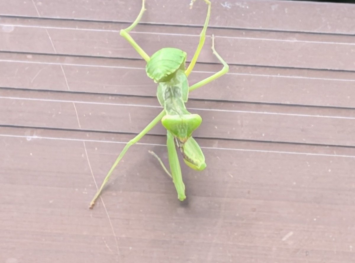 hangyodon2023's tweet photo. カマキリに狙われた🤩🤩 https://t.co/2KiblDW5b0