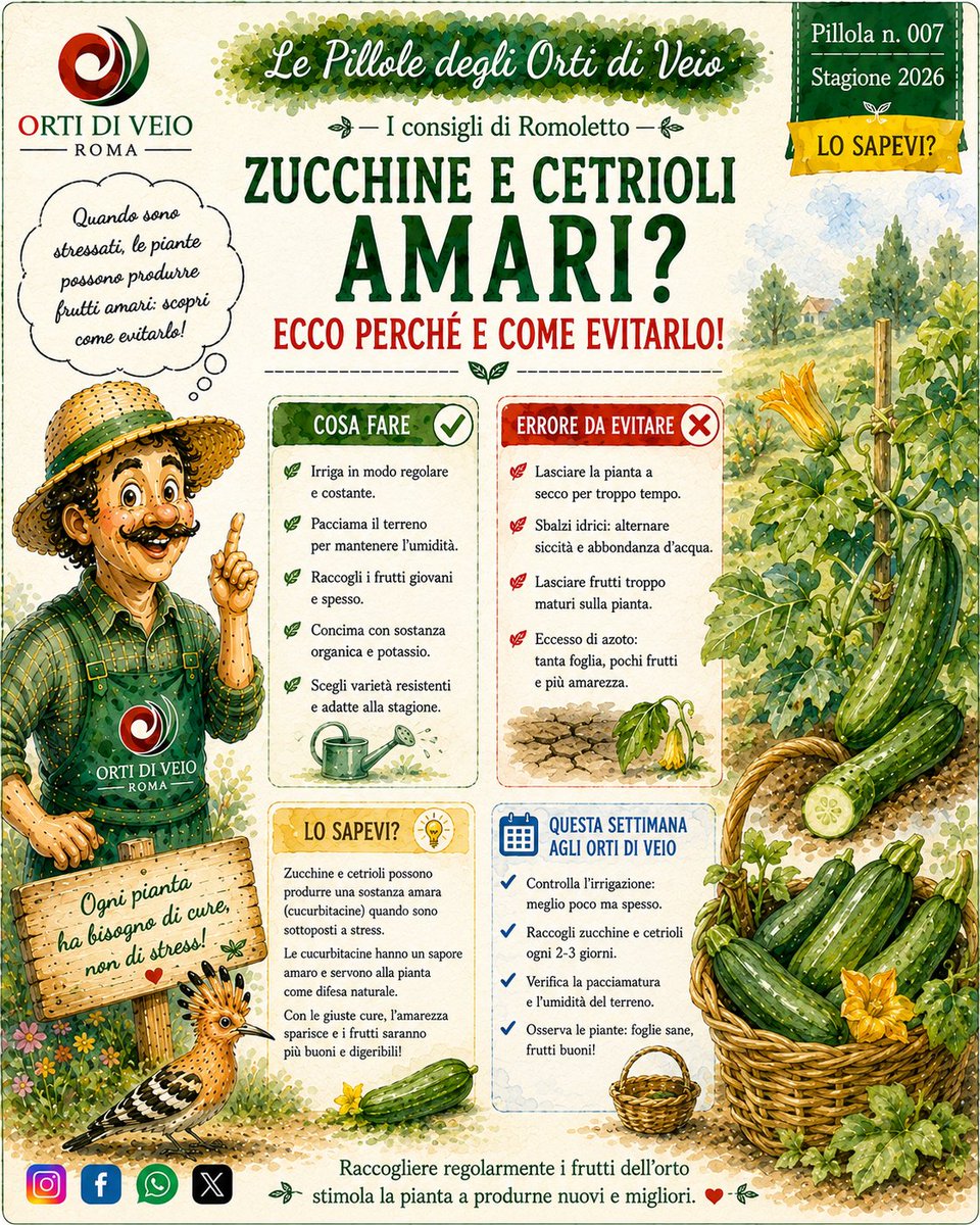 OrtidiVeio's tweet photo. Zucchine e cetrioli amari? Spesso è colpa dello stress della pianta.

- Irriga regolarmente
- Pacciama il terreno
- Raccogli spesso

Romoletto ci spiega perché nella Pillola n. 007 degli Orti di Veio. 

#OrtiDiVeio #Orto https://t.co/jwJB1EugHW
