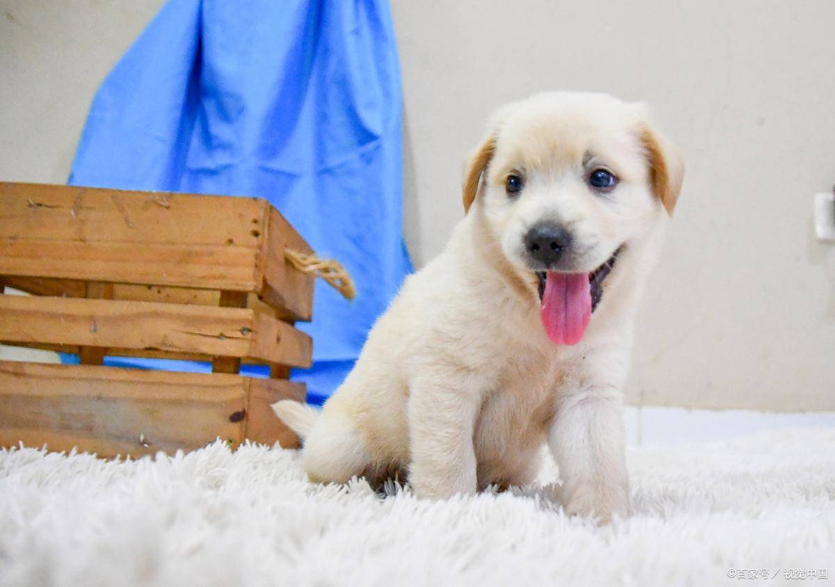 Hasan22Md's tweet photo. Nothing beats coming home to a wagging tail and a face that lights up just for you. Your pet’s love is the simplest, warmest daily gift.， https://t.co/AEo9QiynR8