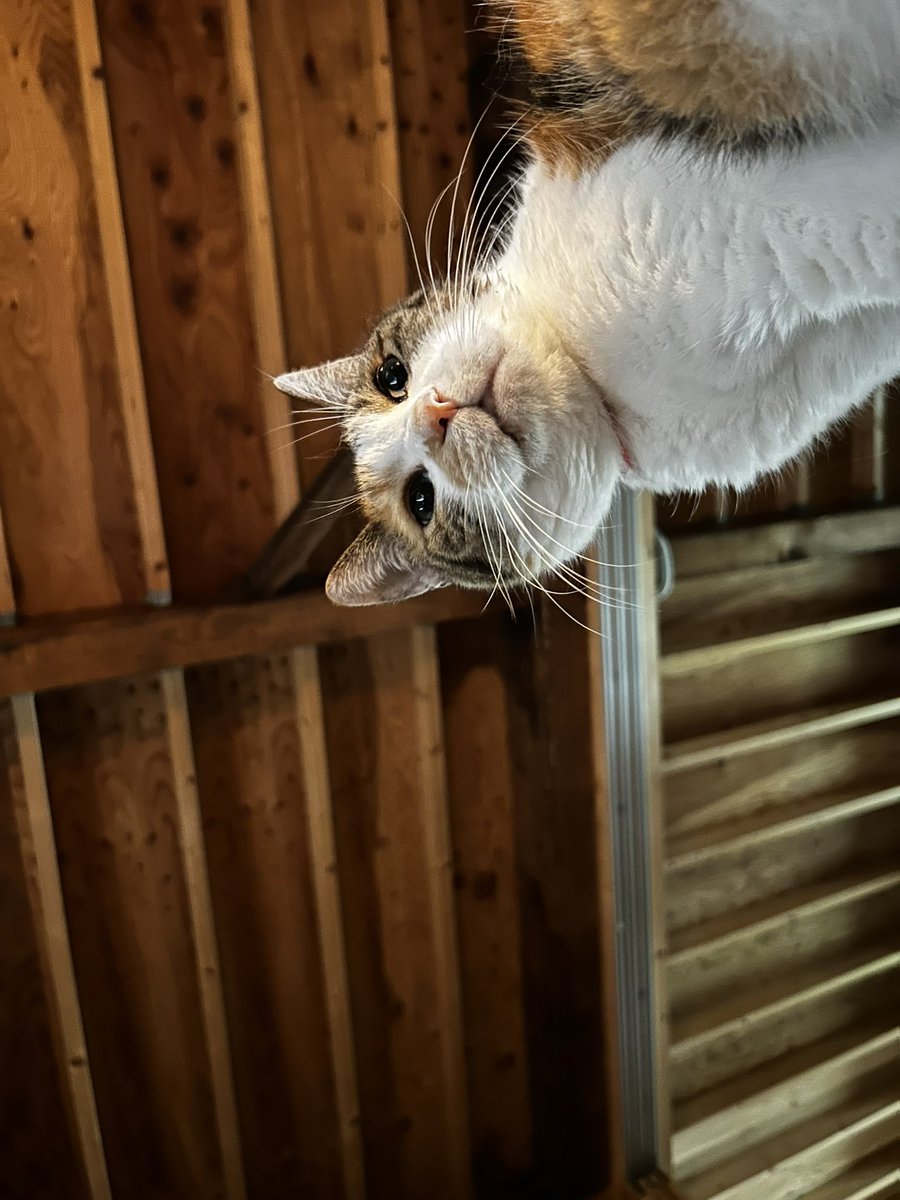 ttnorihiro's tweet photo. 本屋ルヌガンガ『スターニャン ほしねこくろのおはなし』原画展、昨日で終了しました。追加で入った分も本はほぼ完売だそうで、皆さまありがとうございます。モデルになった三毛猫。絵本の中ではこのように。 https://t.co/LVm1dHTCvU