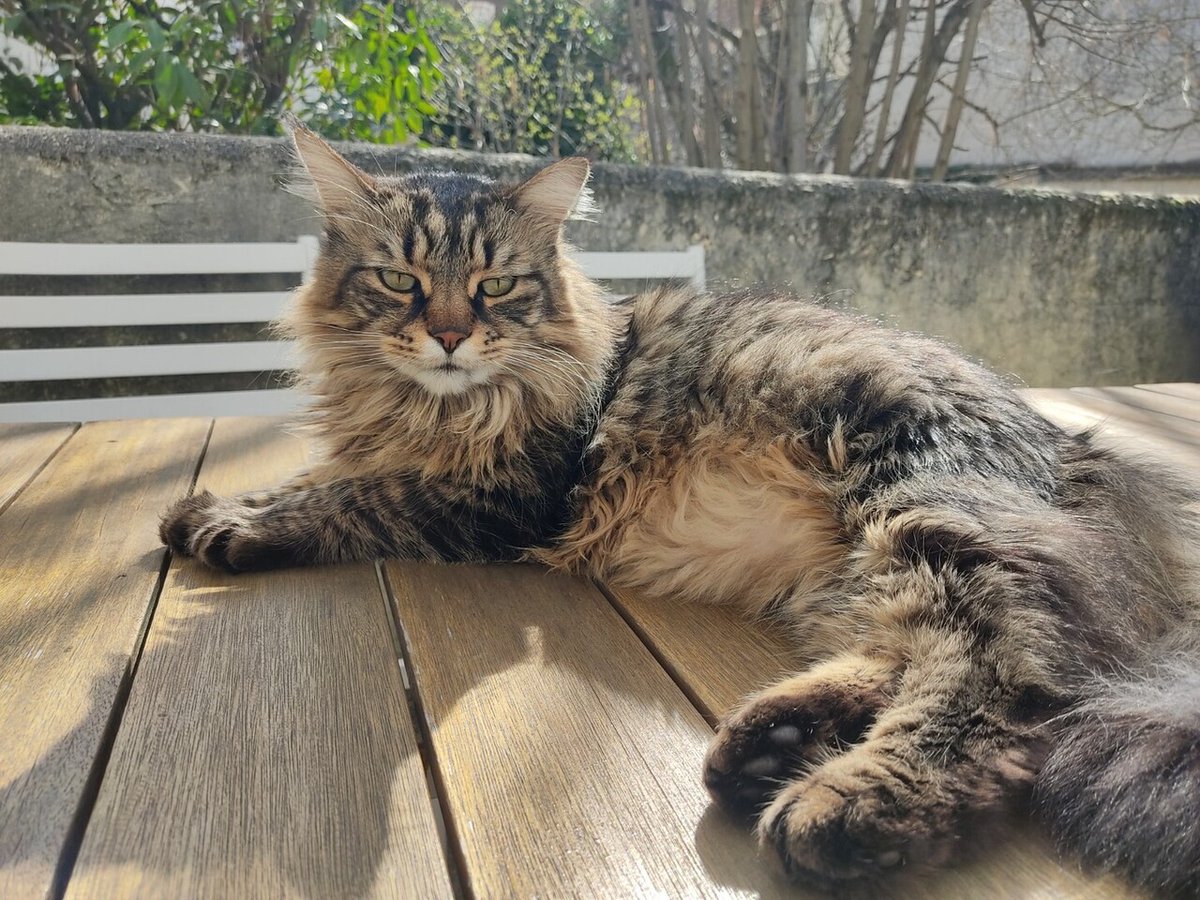 vigipets's tweet photo. 🟠 🐱 Chat perdu le 06/08/2026 à Juvisy-Sur-Orge (91260).
Race : Européen / Âge : 10 an(s)
Snow / Mâle / Identifié(e) : Oui

☎️ 0615093732
📧  vuarant.natacha@gmail.com

#chatperdu #chattrouve #chat #perdu #trouve https://t.co/fiSwHpHpfT