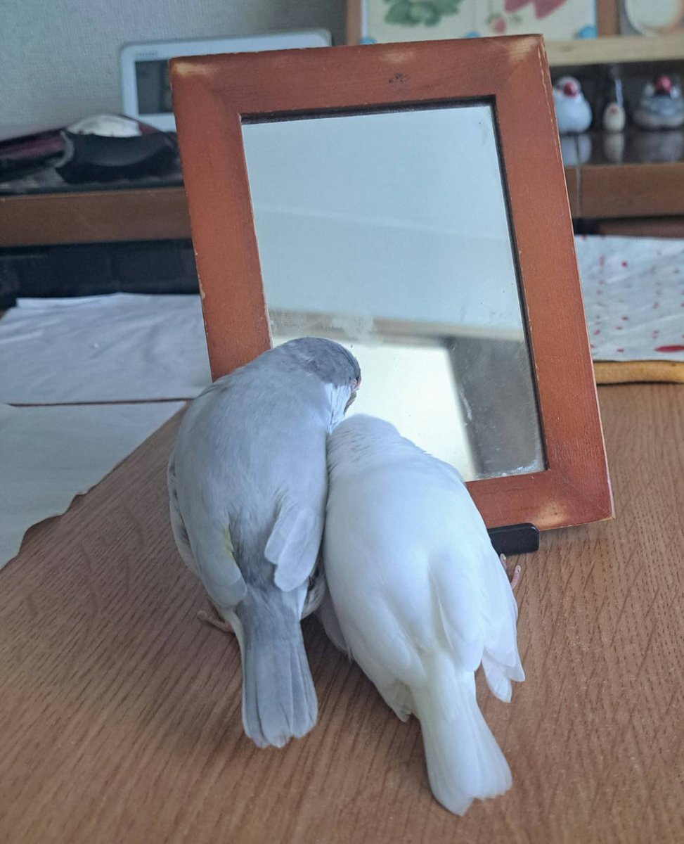 SAKURA281531190's tweet photo. 残されたシルバー文鳥ポポですが
今朝、ピピの後を追い🌈旅立ってしまいました💧

昨日はピピを探し鳴き呼びし、今朝はピピが、この世から、いなくなった事を　理解したようでショックが大きすぎて声を出す事もできず、てんかん発作が発症し、パニック状態でバタバタしてるうちに心臓が停止……😭 https://t.co/SNWc7SKKQj