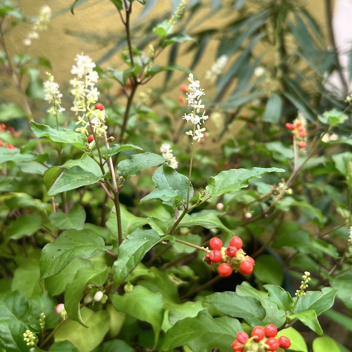 miinaring's tweet photo. 台風がくるまえの庭しごと。
⚫︎ジュズサンゴ。白花と赤い実が楽しめる季節
⚫︎咲き始めのヤマハギ。愛おしい
⚫︎春に植えたヤマボウシ。6月に白花が咲き、実がなってる。紅葉が楽しみ
⚫︎もらってきたときはレンコン状だったけど、葉っぱが大きくなってきたハス。
ほかのみんなは避難済み！ https://t.co/tJV56BI3bb