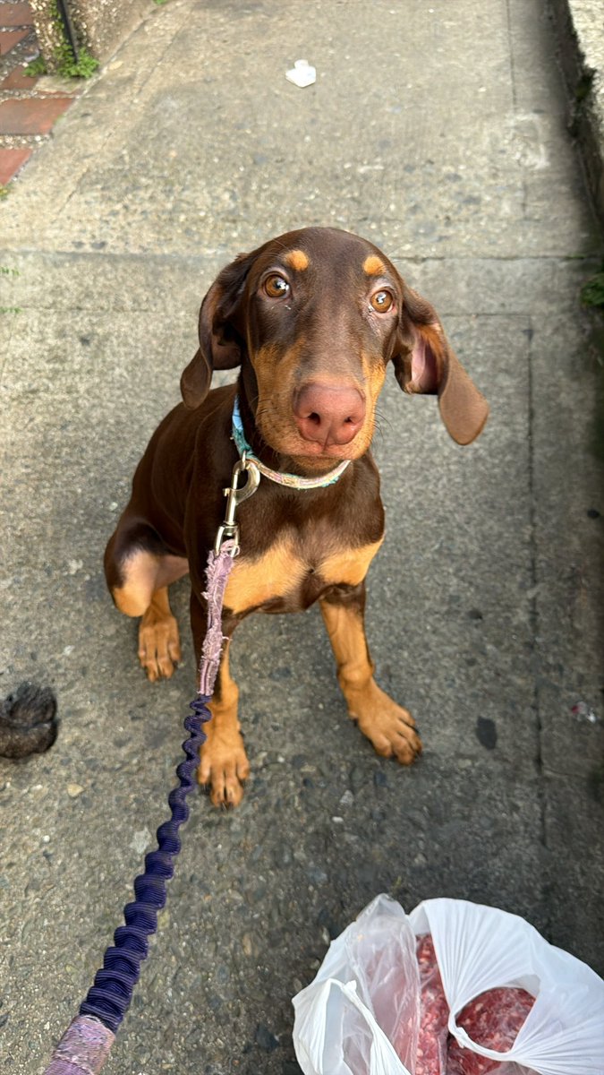 LukasAramendiz's tweet photo. Mila está perdida en Pereira sector Tribunas cerca al condominio Vallarta. Tiene 5 meses. Si alguien tiene información la recibimos en esta cuenta!! https://t.co/7ENvdFxwVq