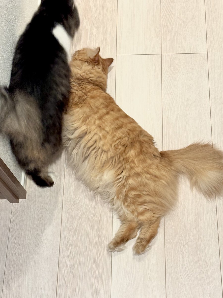 MTRS_kinked's tweet photo. 妹からのお兄ちゃんの扱い いつもこう https://t.co/hbwrlPWVDI