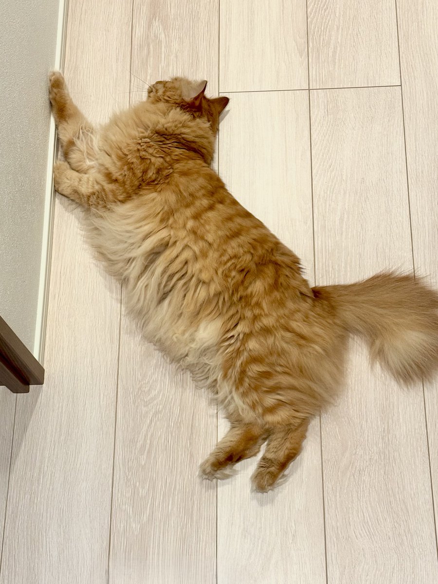 MTRS_kinked's tweet photo. 妹からのお兄ちゃんの扱い いつもこう https://t.co/hbwrlPWVDI