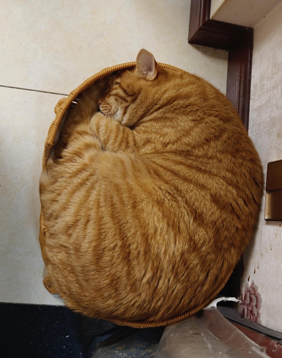 nocontextscats tweet picture