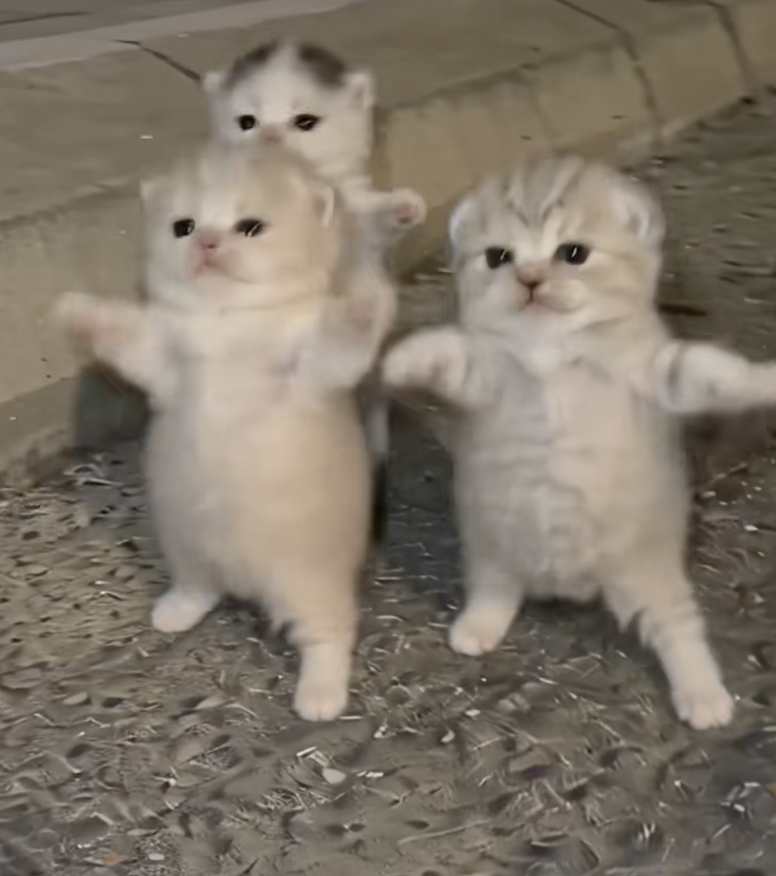 wintertradess's tweet photo. New cat character is going VIRAL on Tiktok rn with over 200+ MIL views combined.  

Meowtakeover are dancing cats that people on Tiktok are going crazy over. 

 If you check the videos, they all have over 4+ million views on them, could be something big.
https://t.co/ViJdmlEKRZ https://t.co/eMTYJ16KzB