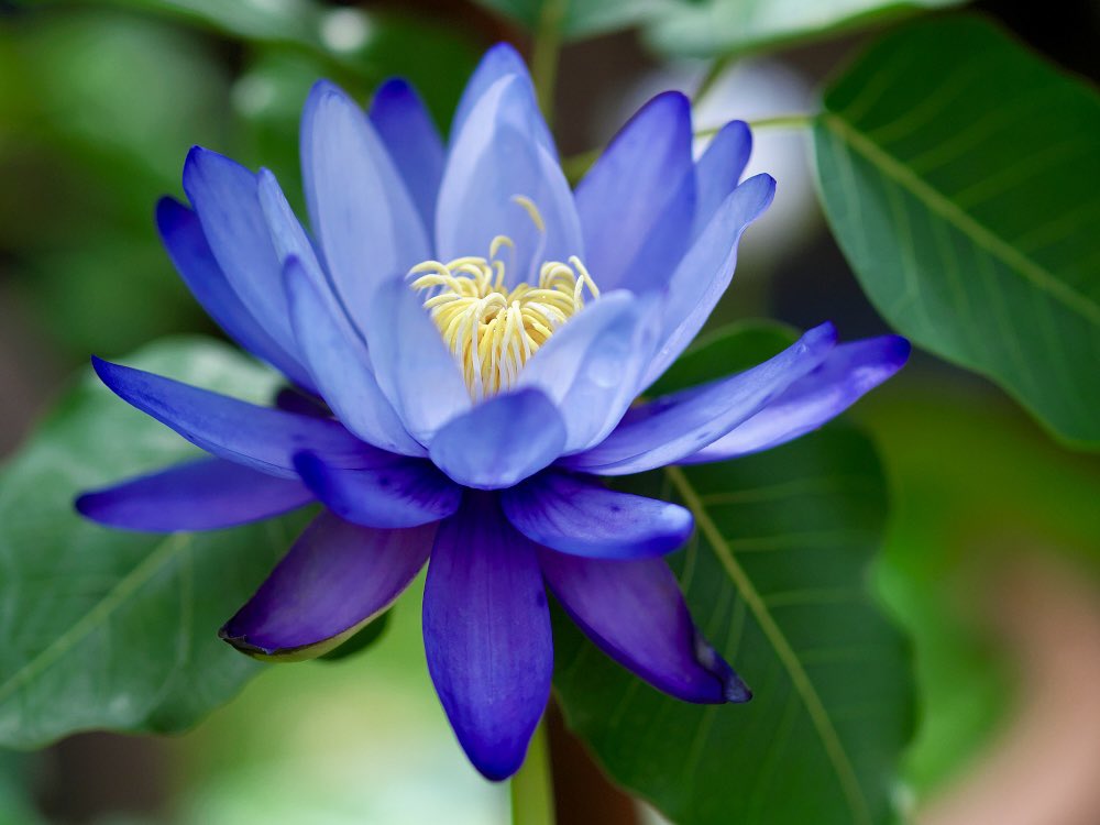 bodhisattavanam's tweet photo. #TLを花でいっぱいに #tropicalwaterlily
#睡蓮 #pipal https://t.co/j5o6PVJh4C