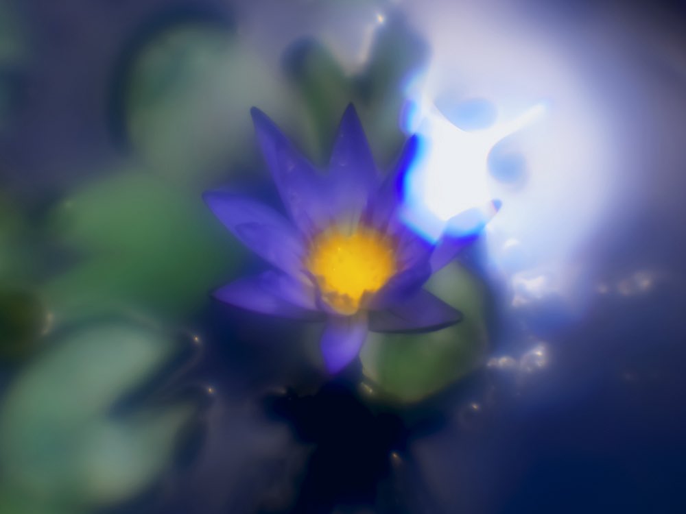 bodhisattavanam's tweet photo. #TLを花でいっぱいに #tropicalwaterlily
#睡蓮 #pipal https://t.co/j5o6PVJh4C