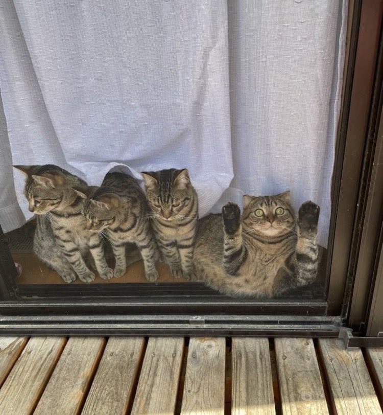 catislife2021's tweet photo. 1匹だけどうした https://t.co/FBui6ooOQr