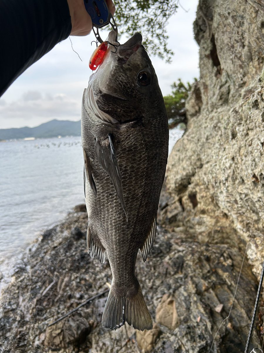 nomac63's tweet photo. あとひと伸びほしい。
#チヌトップ
#贅沢者め https://t.co/PnWuil5mTa