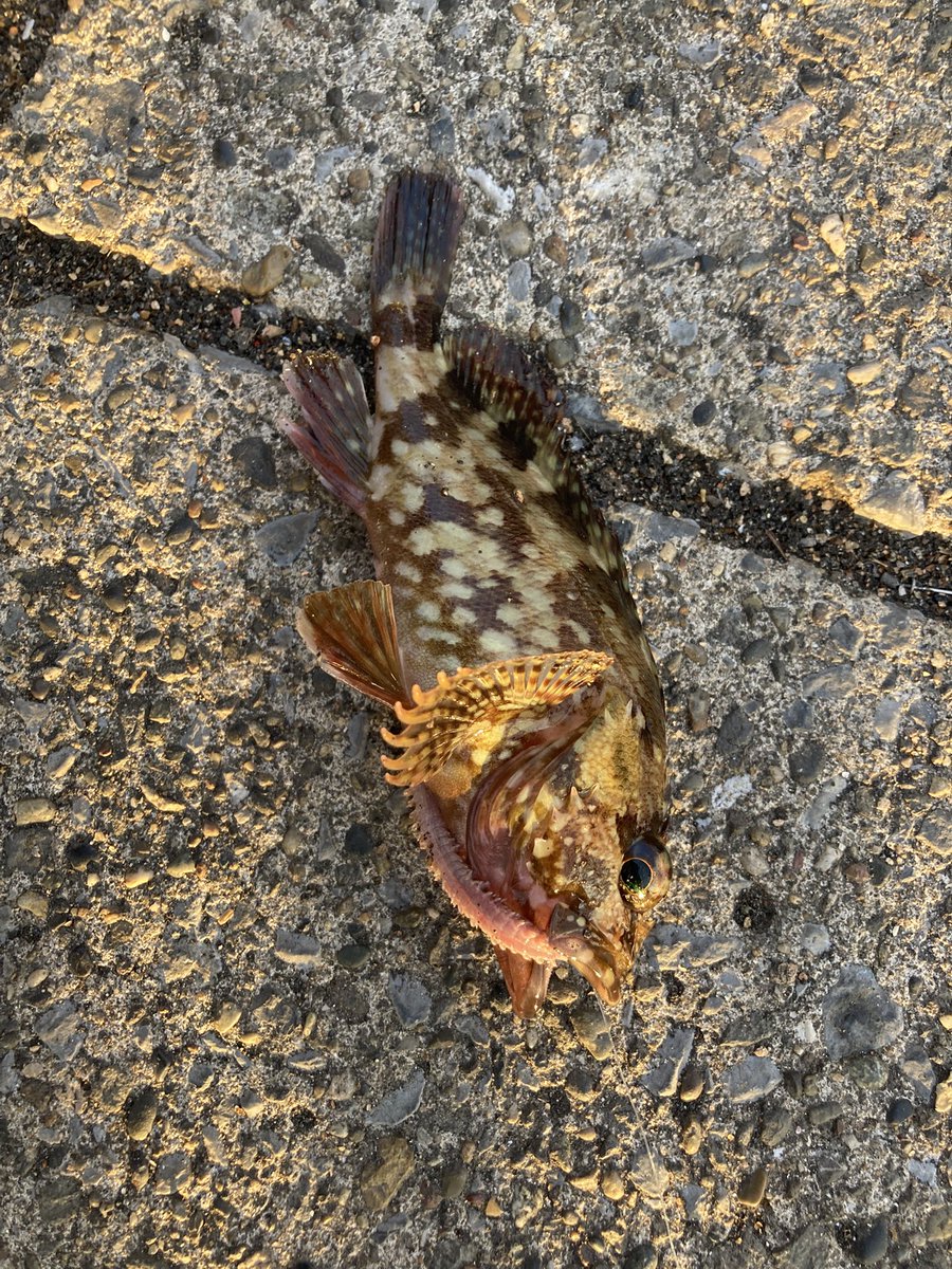 cyi0726's tweet photo. 釣り🎣 https://t.co/Ek0kuX0iau